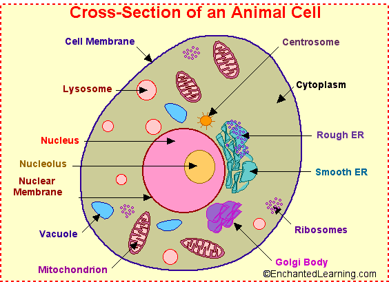 Plant vs. Animals: Cells - Plant and Animal Cells